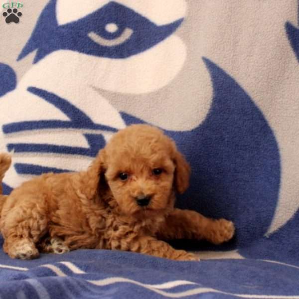 Ursa, Mini Goldendoodle Puppy